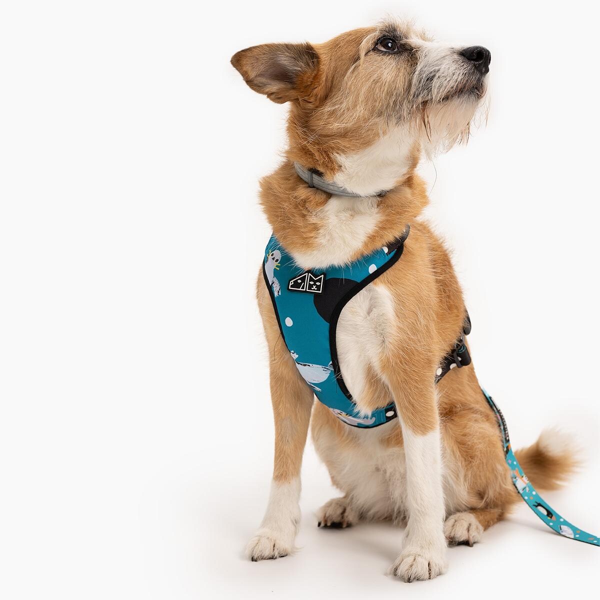 Szelki bezuciskowe dla psa lub kota "Łot de fok?" - Szerokość taśmy: 15mm, Rozmiar: XS