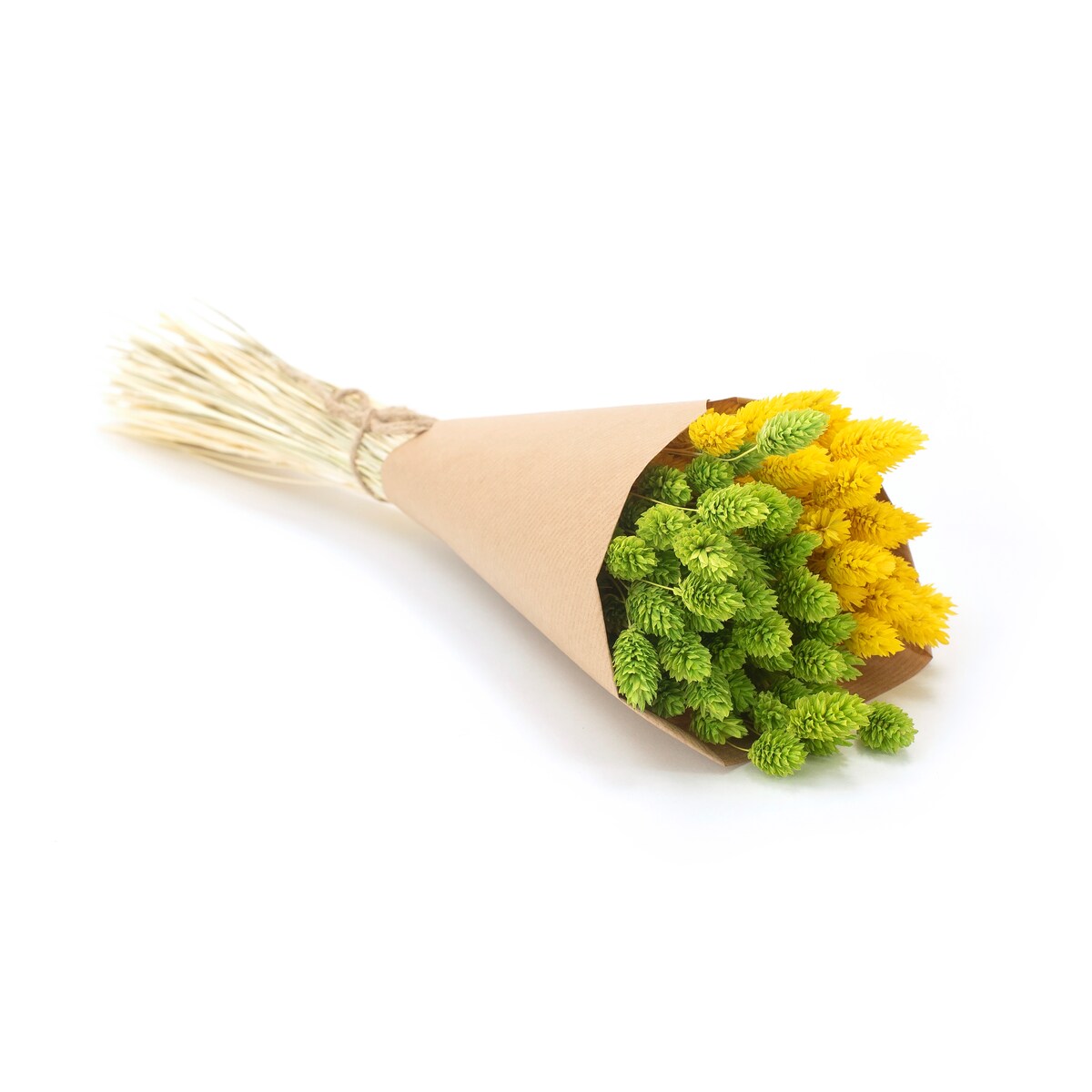 Zestaw duo suszonych traw phalaris jasnozielony & phalaris żółty