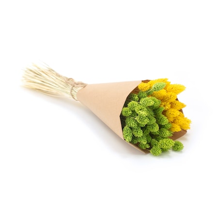 Zestaw duo suszonych traw phalaris jasnozielony & phalaris żółty