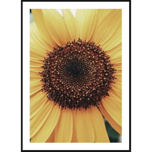 Poster Story, Plakat, Obraz - Słonecznik w Zbliżeniu, wymiary 60 x 84 cm