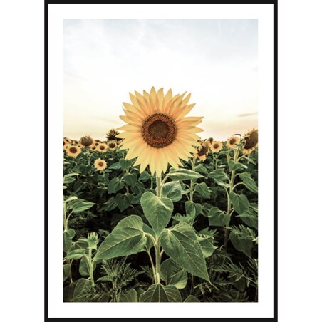 Poster Story, Plakat, Obraz - Pole Słoneczników, wymiary 60 x 84 cm