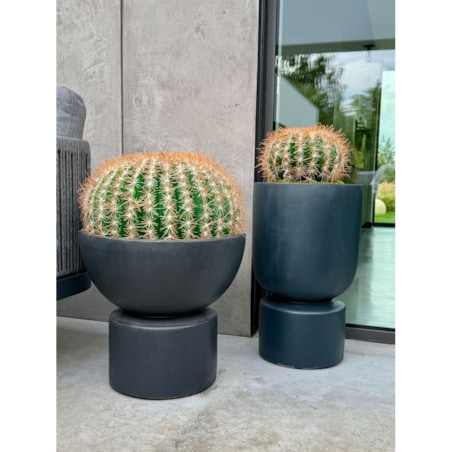 Kaktus kulisty 25 cm Monnarita