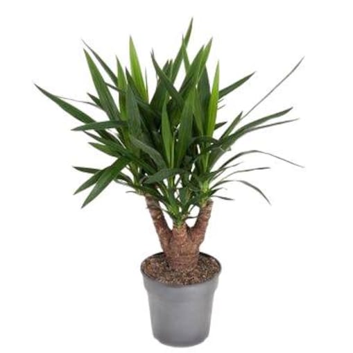 Yucca – XXL – doniczka Ø 21 cm – wys. 90 cm
