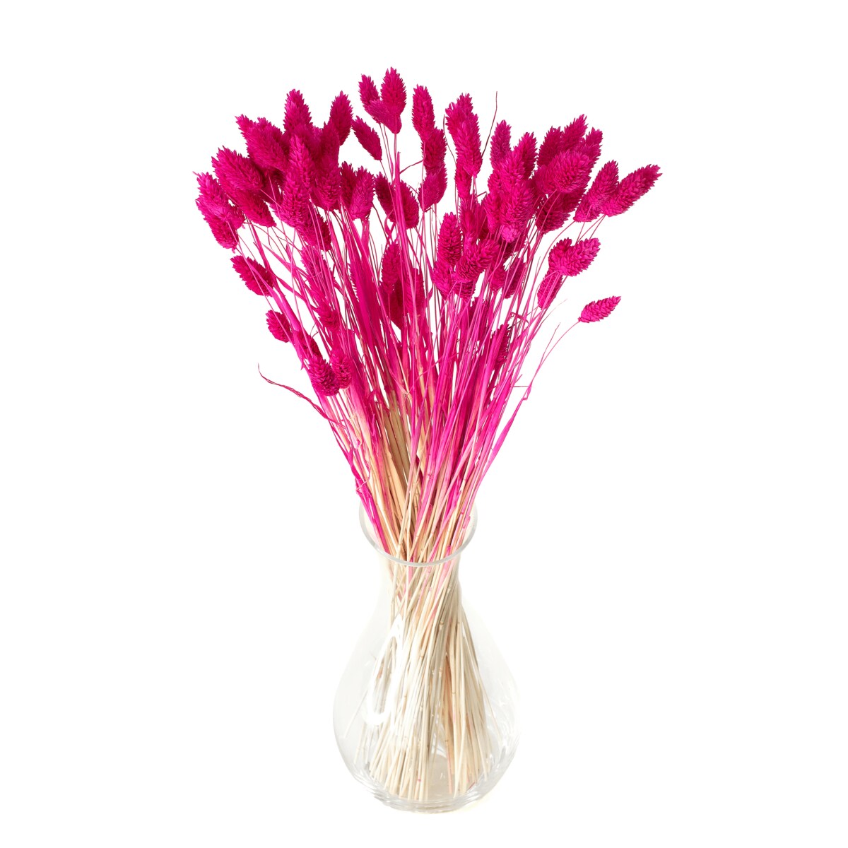 Suszony phalaris fuksja - trawa ozdobna