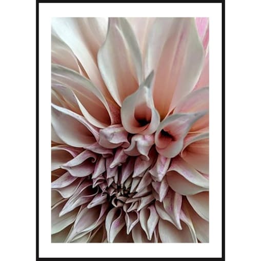Poster Story, Plakat, Obraz - Kwiat Dalia No2, wymiary 42 x 60 cm
