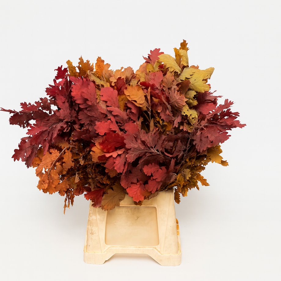 Zestaw – Dąb stabilizowany jesienny (Quercus – Preserved Oak) | Wysokość ok. 65 cm