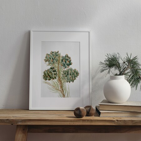 Plakat Gałązka Sosny z Szyszkami 21x30cm