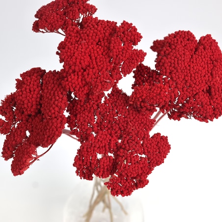 Krwawnik suszony czerwony (Achillea) - suszone kwiaty