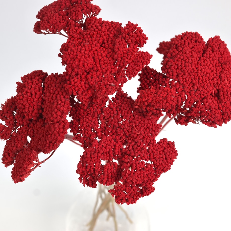 Krwawnik suszony czerwony (Achillea) - suszone kwiaty