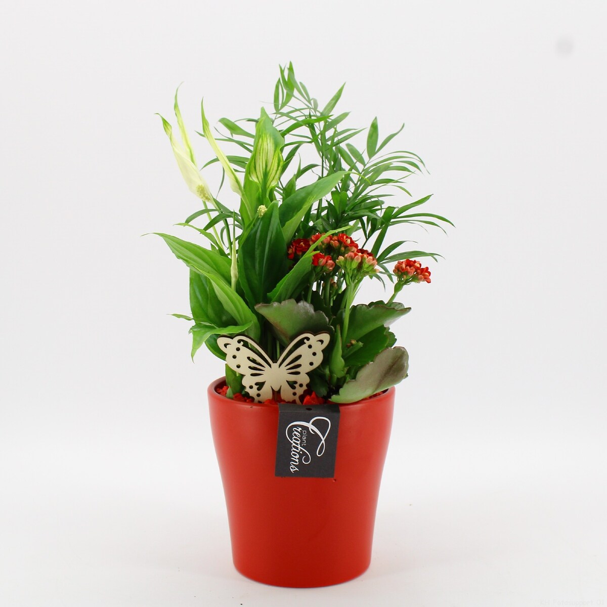 Kompozycja roślinna w ceramicznej doniczce | Ø14 cm | Wysokość: ok. 35 cm