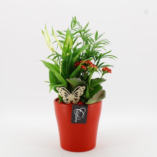 Kompozycja roślinna w ceramicznej doniczce | Ø14 cm | Wysokość: ok. 35 cm