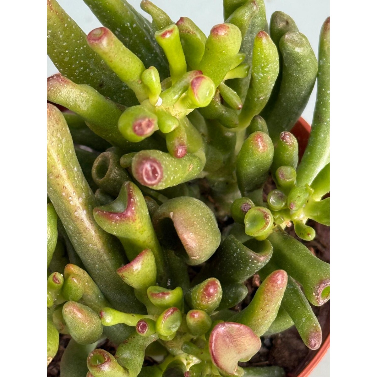 Crassula ovata Gollum– Hobbit | Uszy Shreka | Grubosz – Ø 8,5 cm – wys. 10 cm