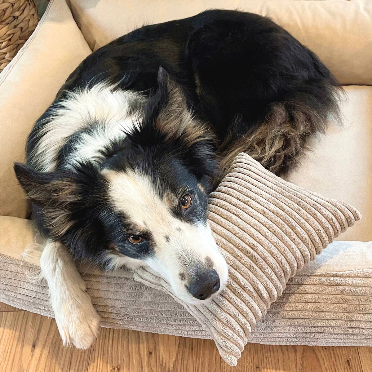 Sztruksowe legowisko dla psa MOLLY, 60x40 cm, Beż