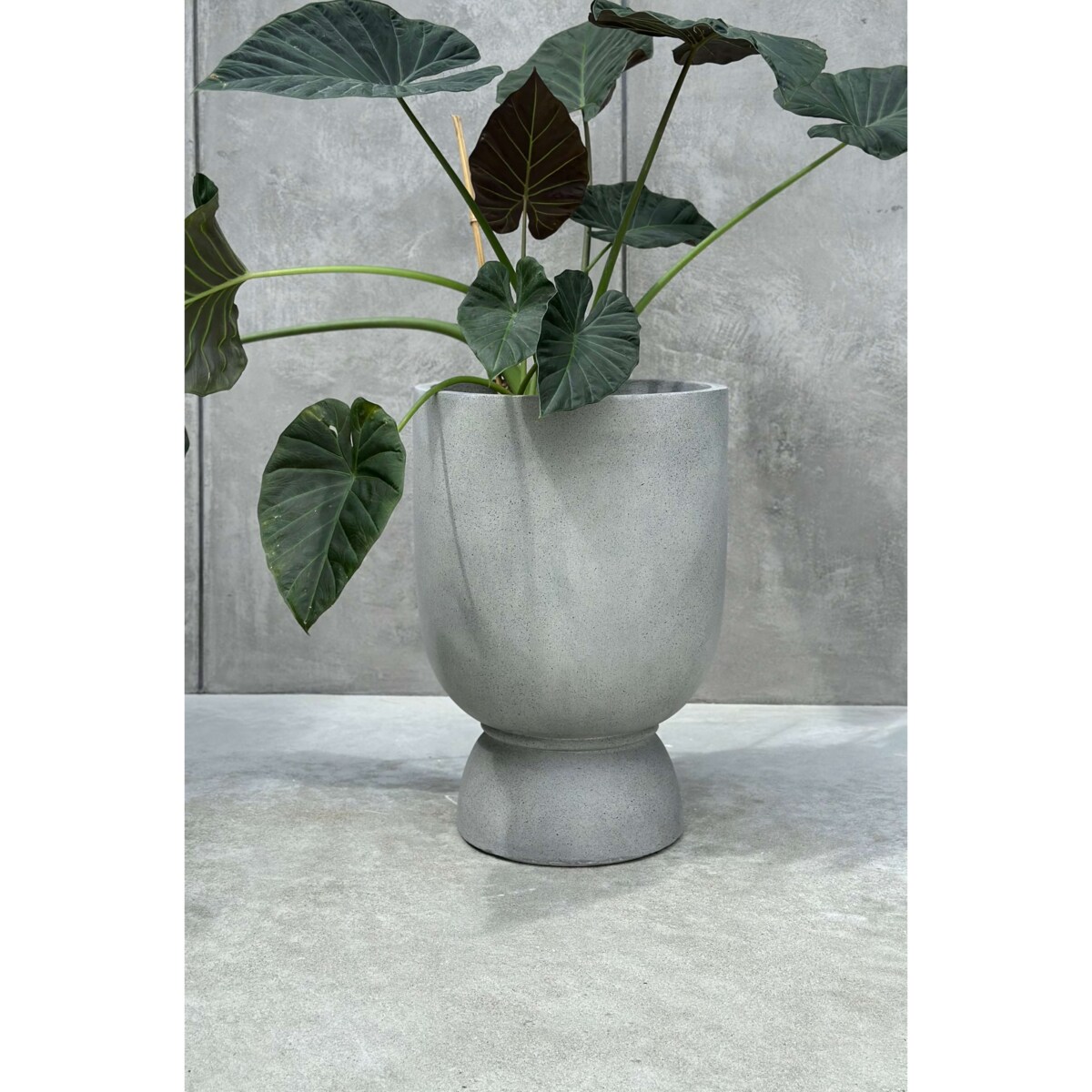 DONICZKA ODESSE LUXE M