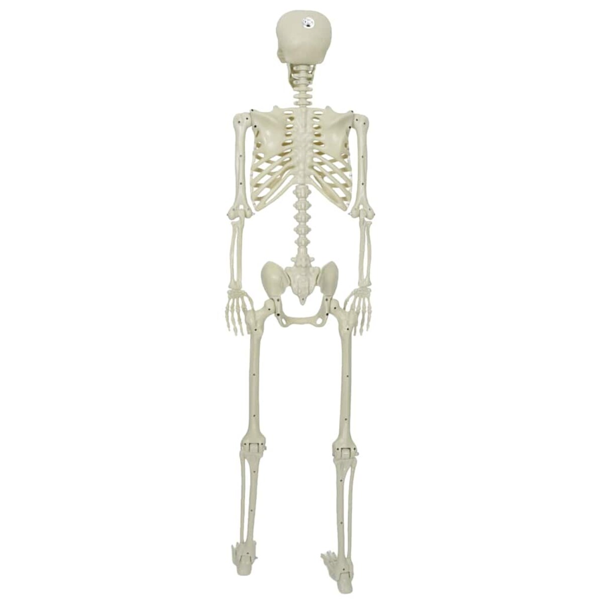 vidaXL Szkielet Halloween Biały 155 x 38.5 cm Z tworzywa sztucznego