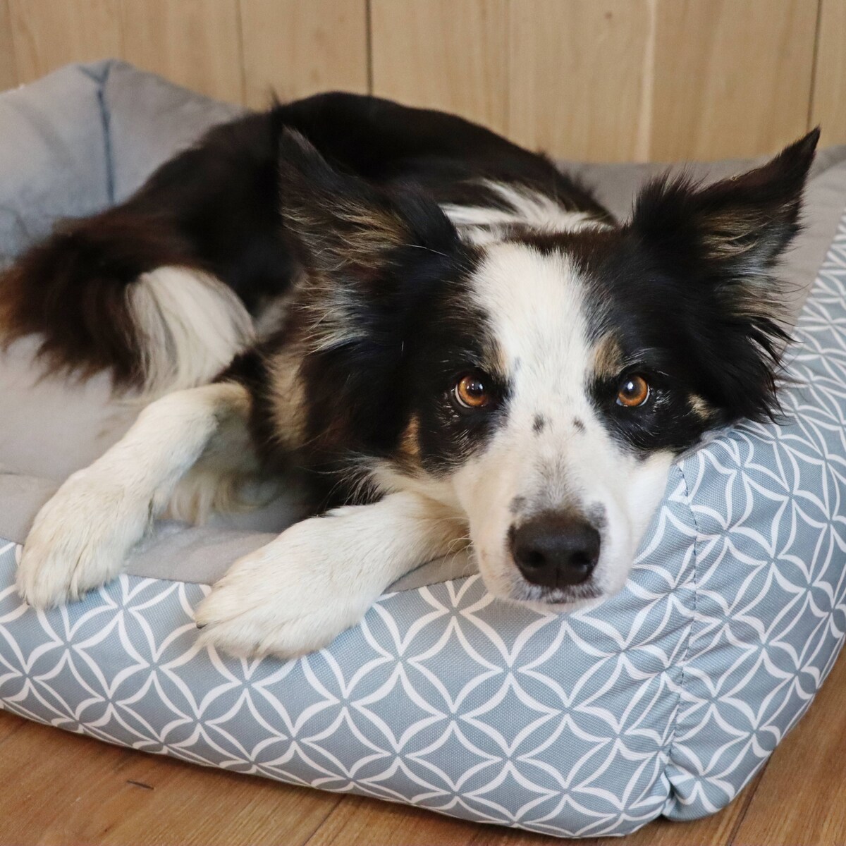 Stylowe legowisko dla kota OTTO, 60x40 cm, Szary