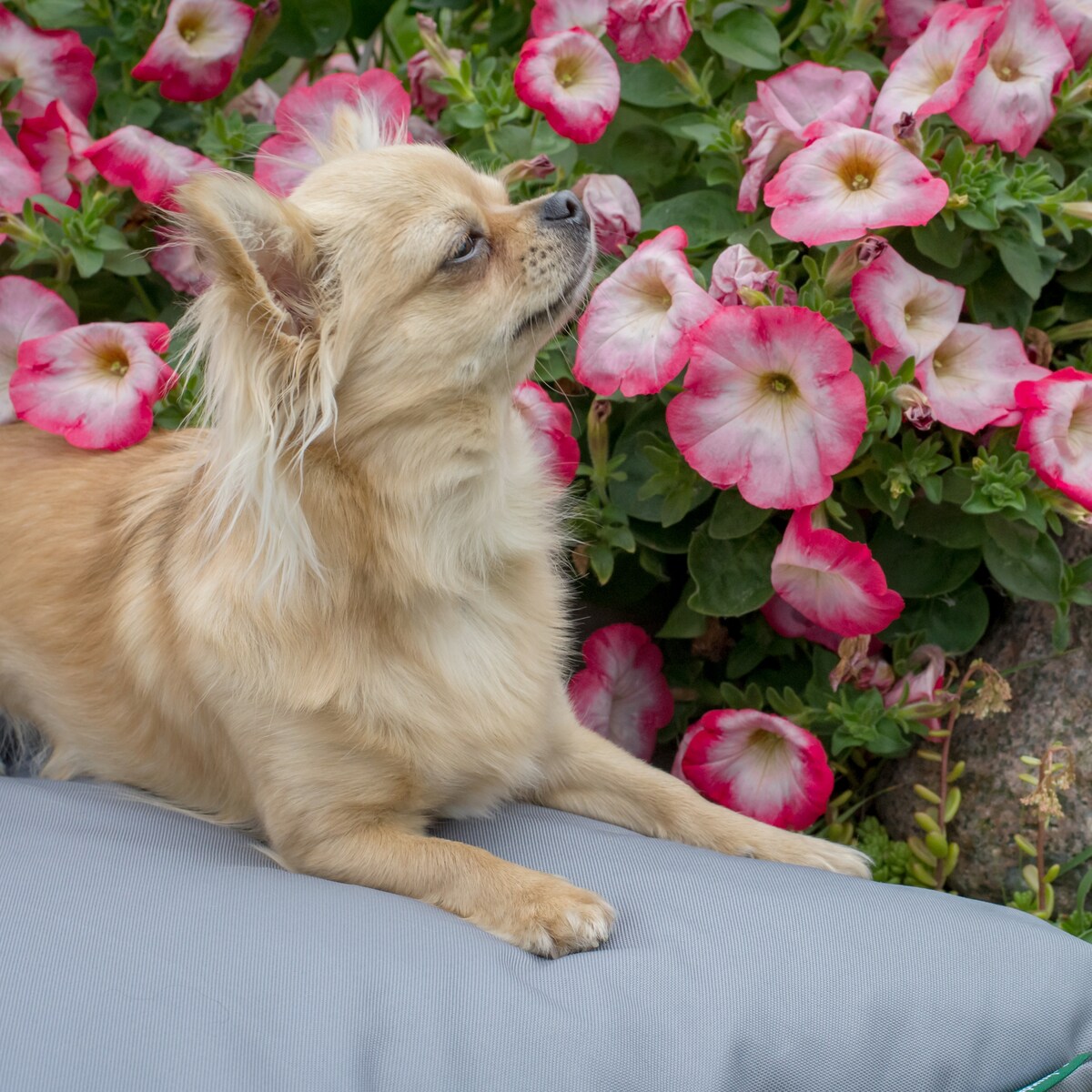 Wodoodporna poduszka dla psa ZOE, 60x50 cm, Szary