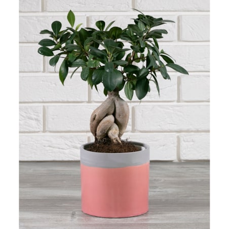 DONICA JULIA różowa śr. 14cm