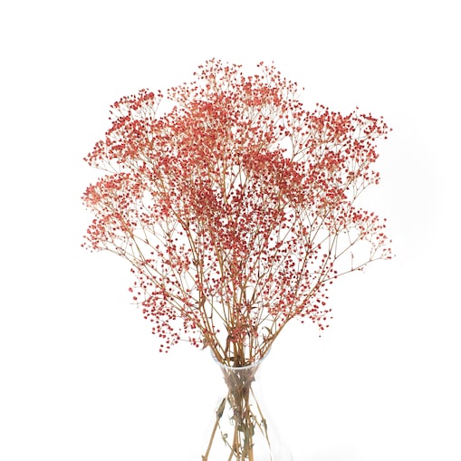 Stabilizowana gipsówka czerwona - bukiet