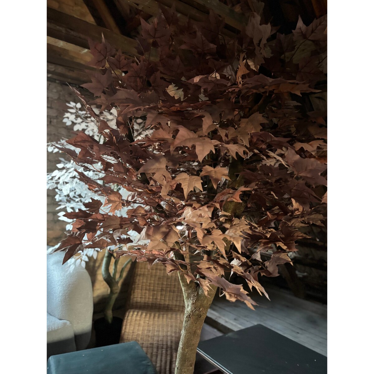 Drzewo klon w kolorze kawy z mlekiem 200 cm na naturalnym pniu