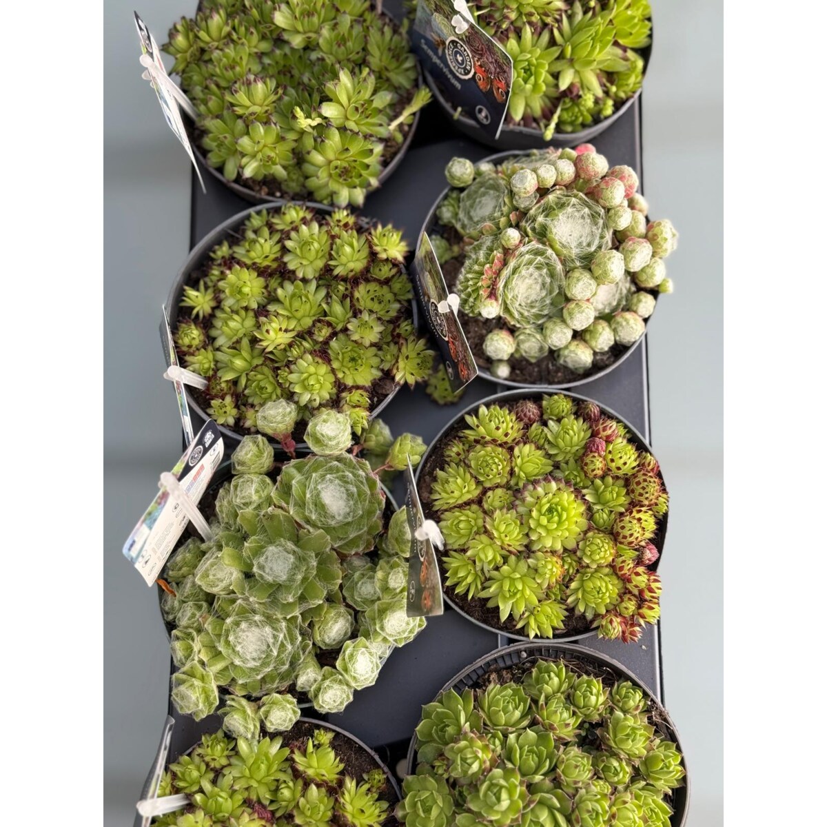 Zestaw 8 roślin ROJNIK| Sempervivum mix doniczka 13cm wysokość 15cm