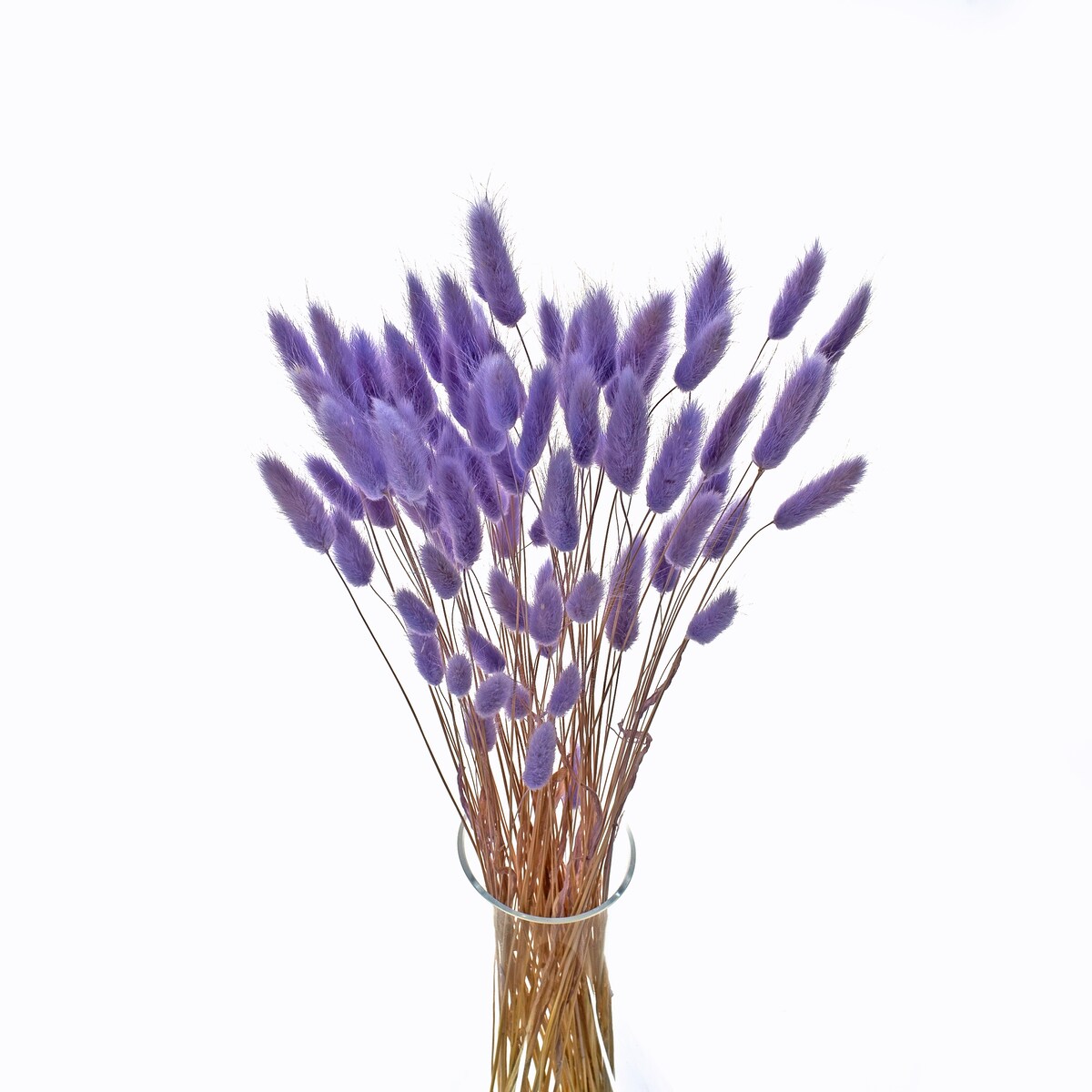 Lagurus Suszony Jasnofioletowy - Dmuszek Jajowaty 70 szt.