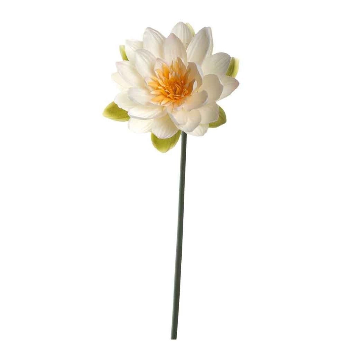 Leonardo kwiat lilia wodna Fiore L031696