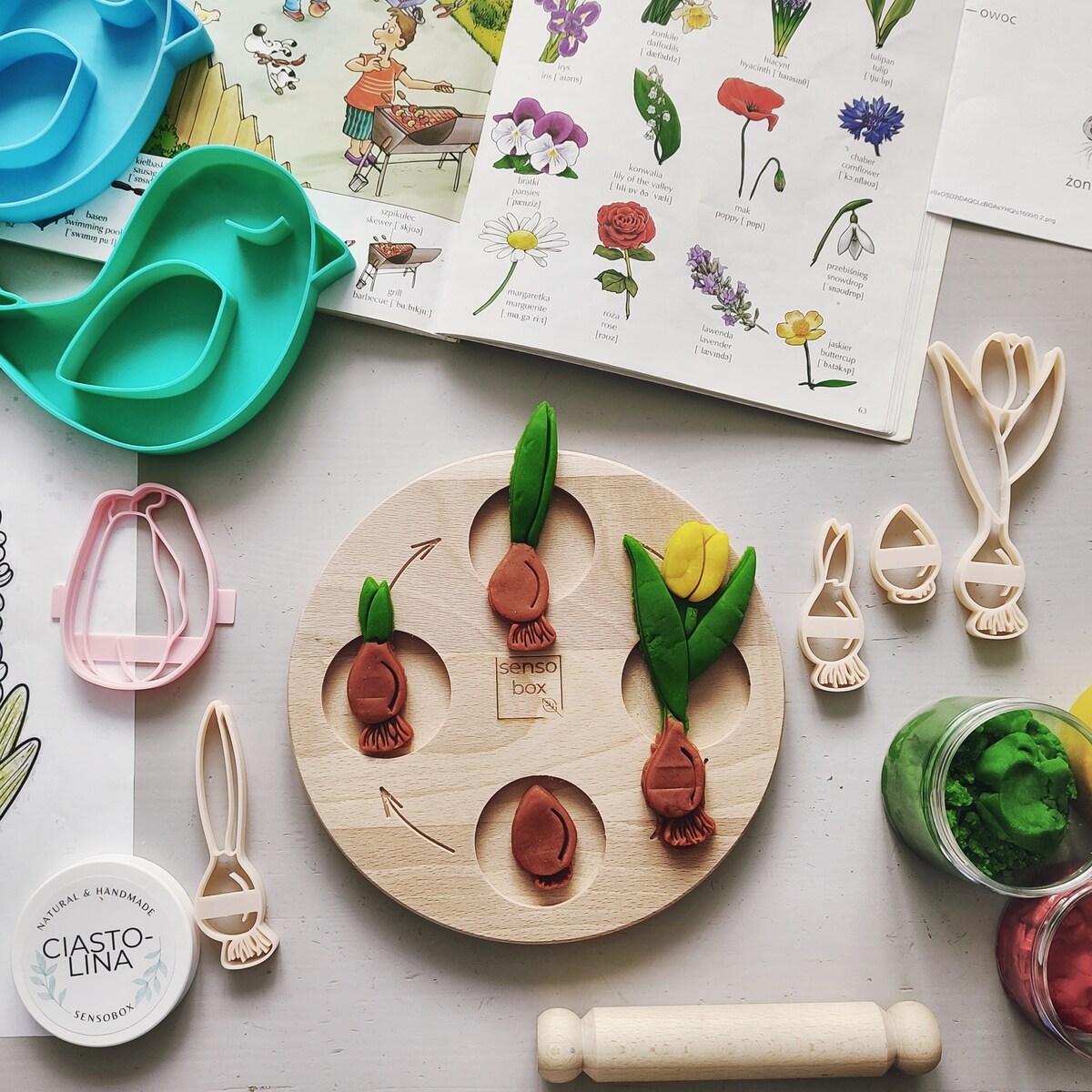 Foremki sensoryczne – Cykl Rozwoju Tulipana