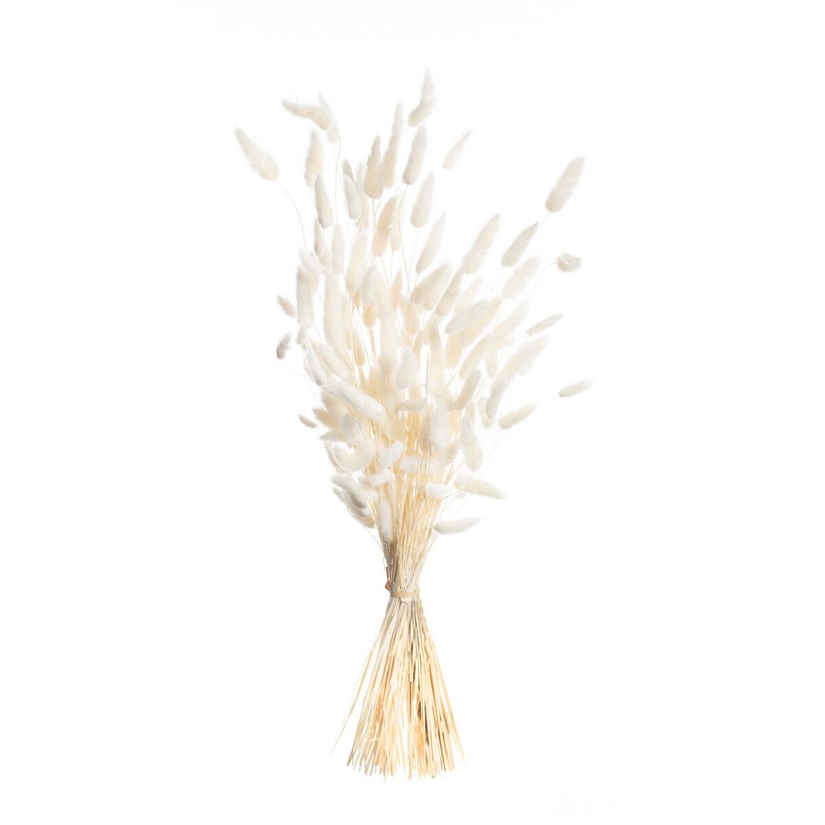 Bukiet Dmuszka 60cm cream, 5 x 5 x 60 cm