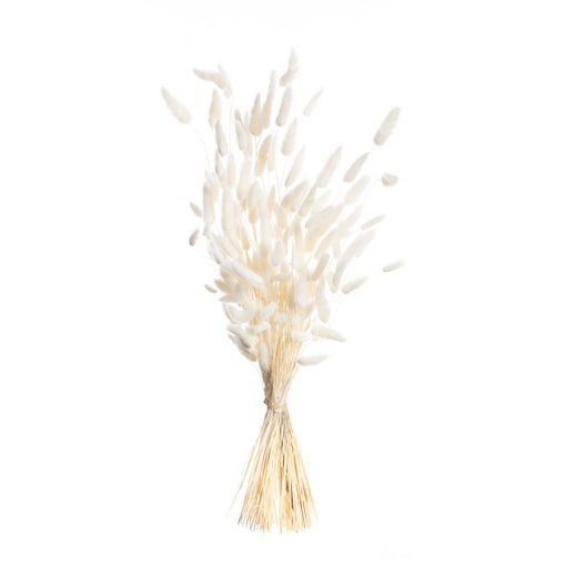 Bukiet Dmuszka 60cm cream, 5 x 5 x 60 cm