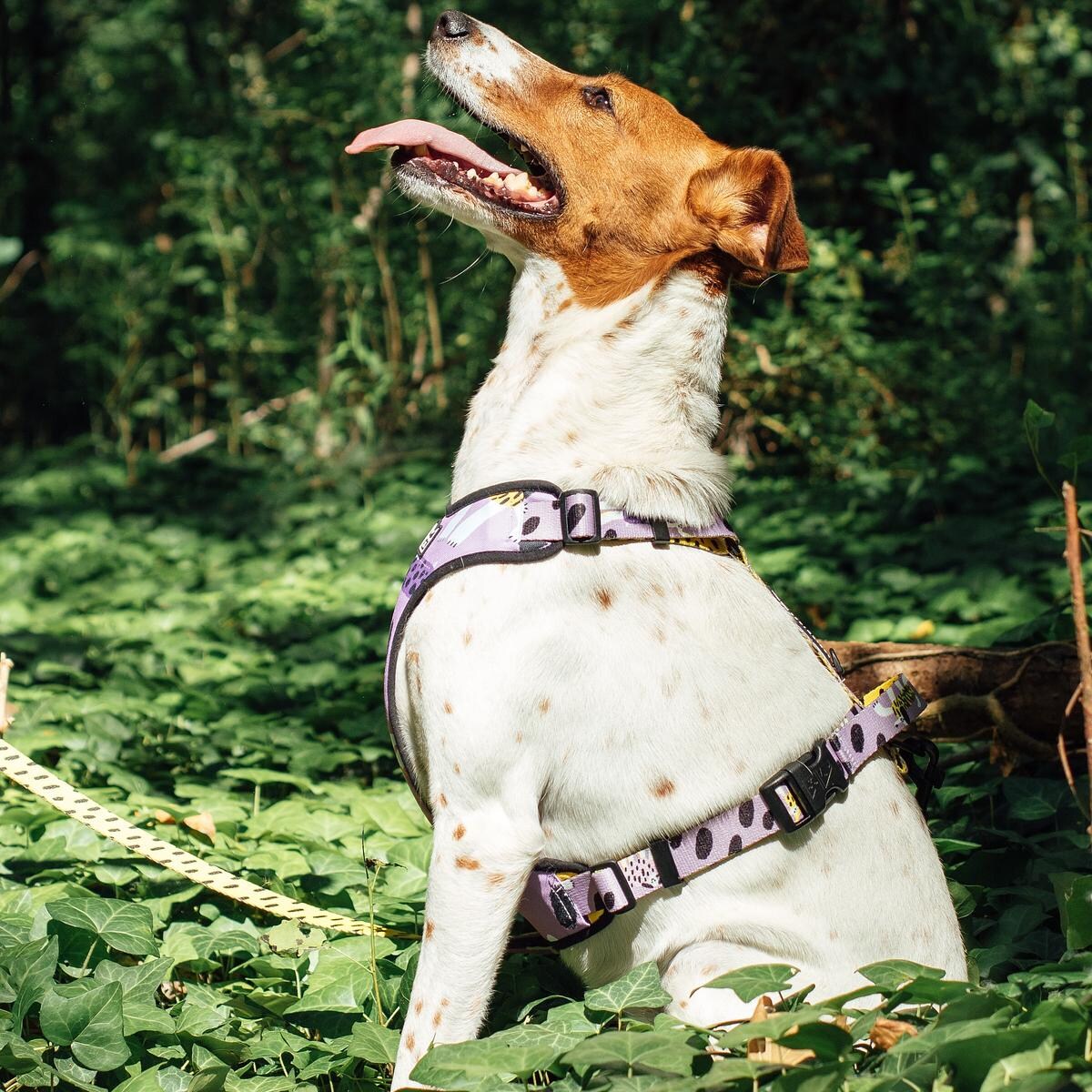 Szelki bezuciskowe dla psa lub kota "Pieski floreski" - Szerokość taśmy: 15mm, Rozmiar: XXS