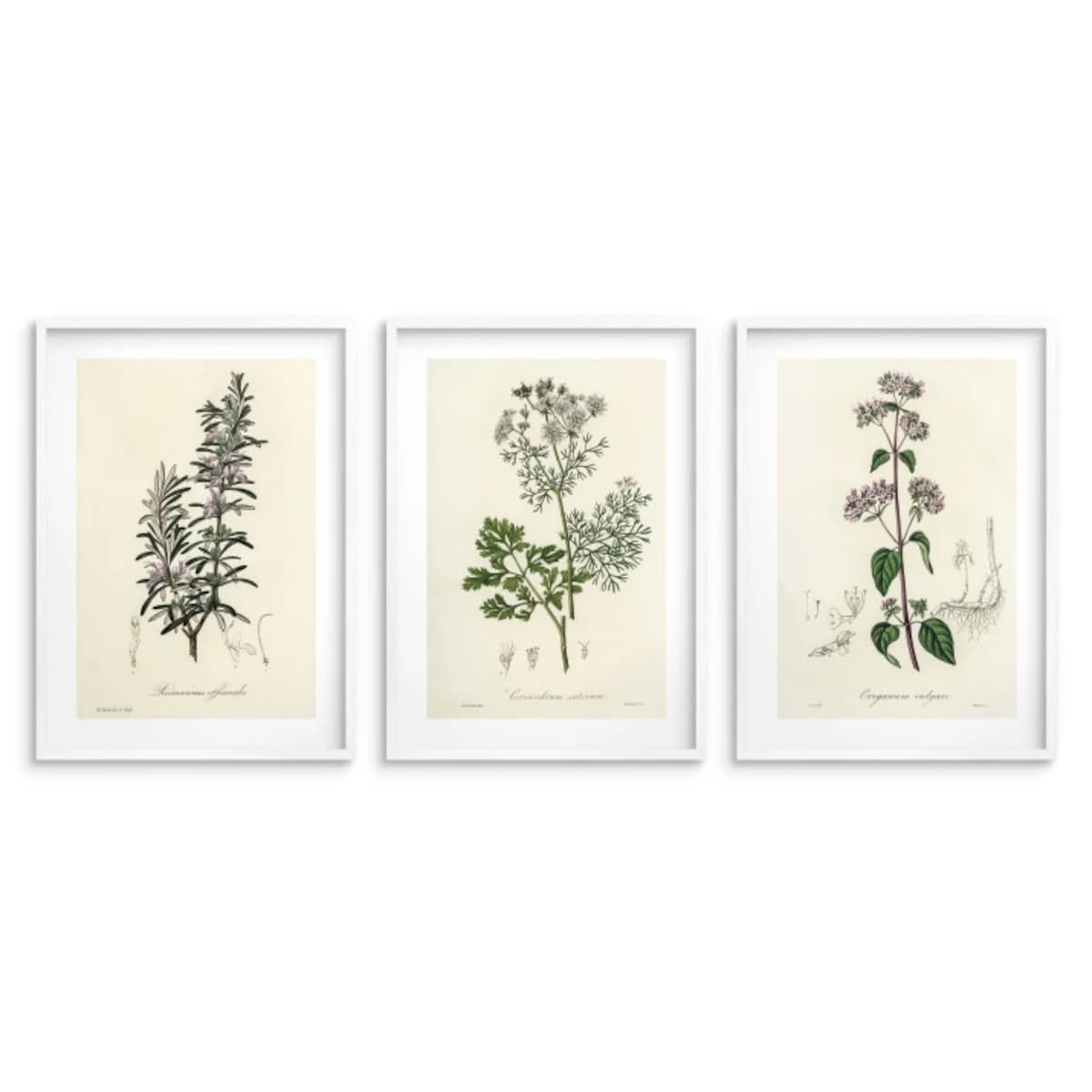 Zestaw 3 plakatów Obrazy na ścianę do Kuchni Plakaty kuchenne Zioła