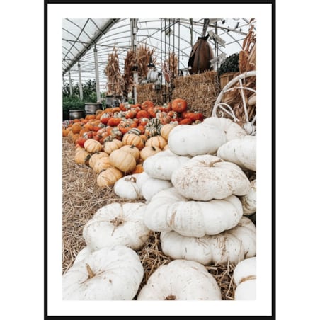 Poster Story, Plakat, Obraz - Kolorowe Dynie w Stogu Siana, wymiary 21 x 30 cm