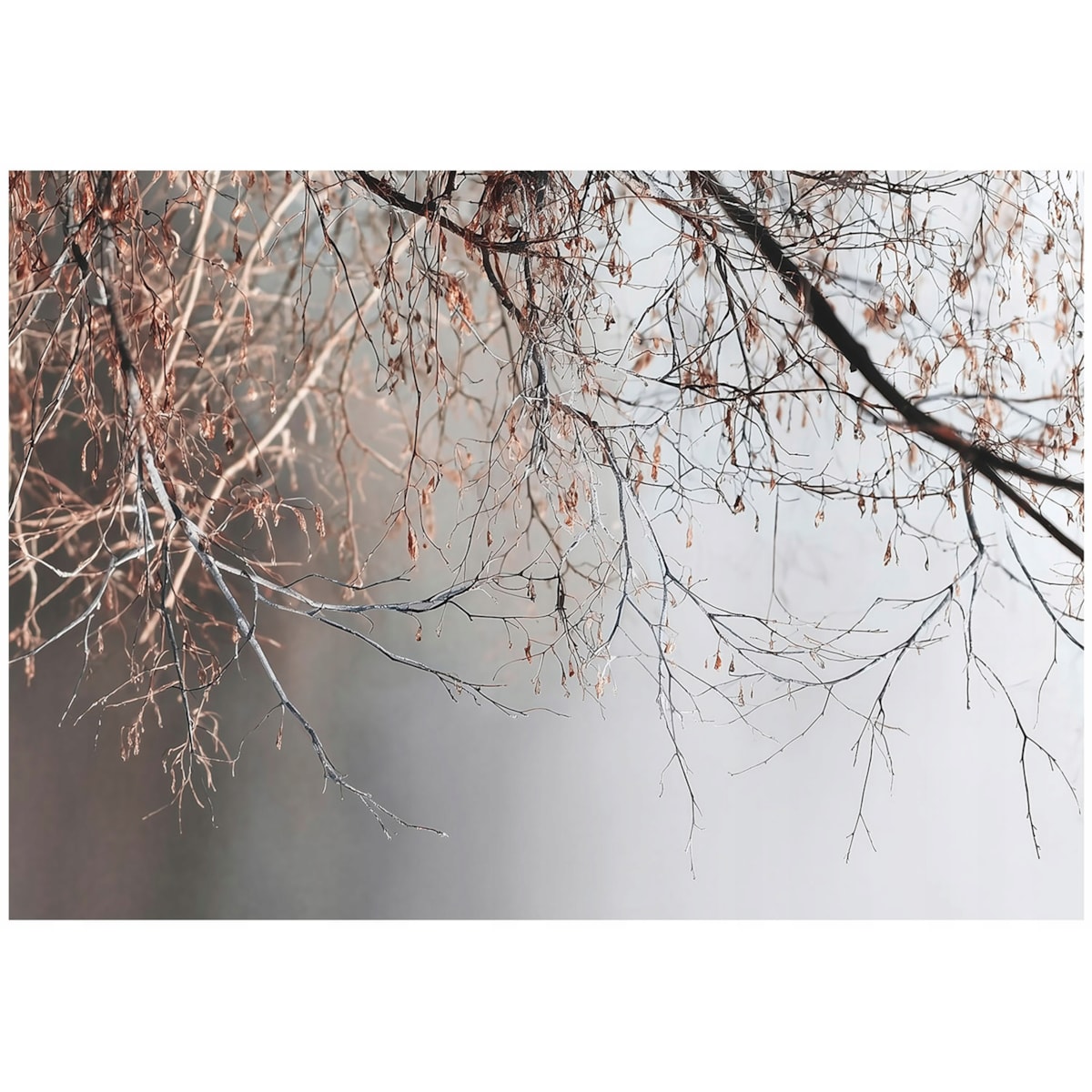 Fototapeta Do Sypialni Salonu Na Flizelinie Gałązki Beton Szary 300x210