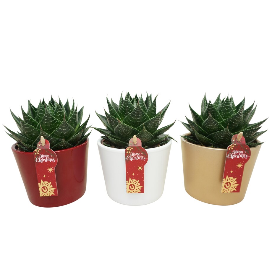 Zestaw 3 roślin Aloë – świąteczna ceramiczna doniczka Doniczka Ø10,5 cm | Wysokość ok. 14 cm