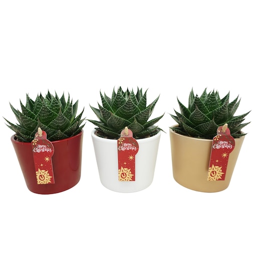 Zestaw 3 roślin Aloë – świąteczna ceramiczna doniczka Doniczka Ø10,5 cm | Wysokość ok. 14 cm