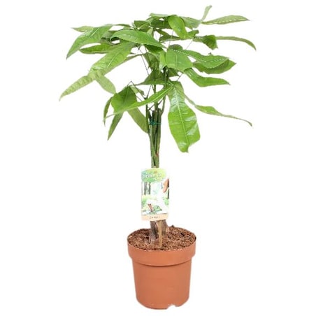 Pachira aquatica pleciony pień XXL | Doniczka Ø 17 cm | Wysokość ok 60 cm