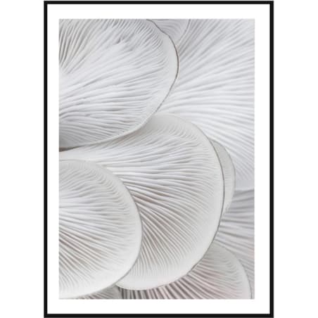 Poster Story, Plakat, Obraz - Skrzela Boczniaka No1, wymiary 60 x 84 cm