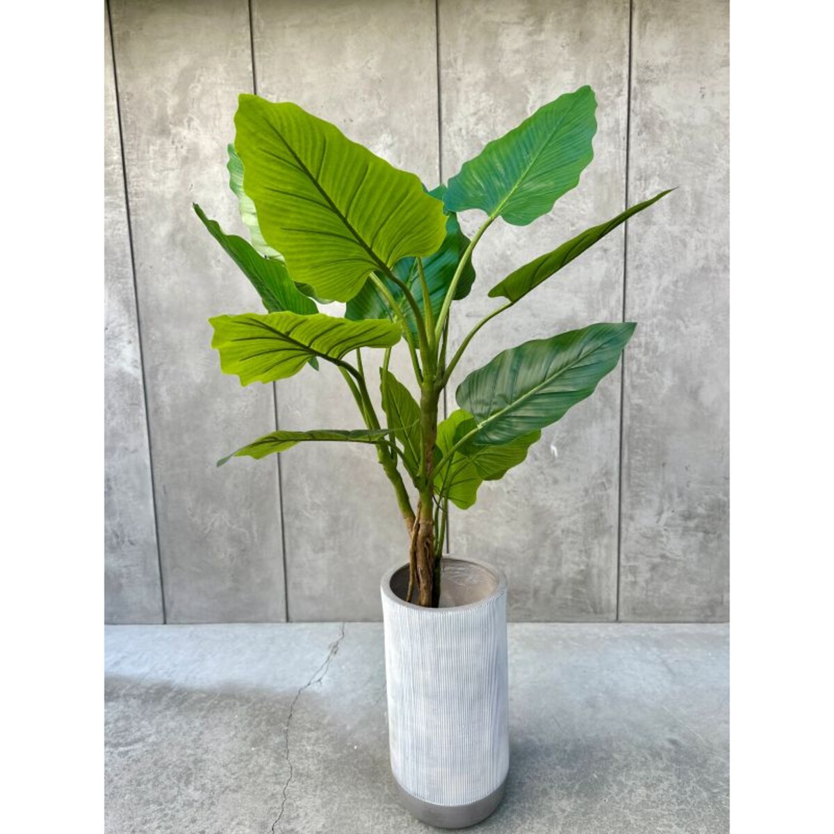 DRZEWKO FILODENDRON XXL