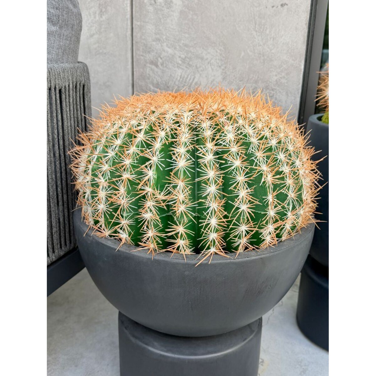 KAKTUS KULISTY 45 CM