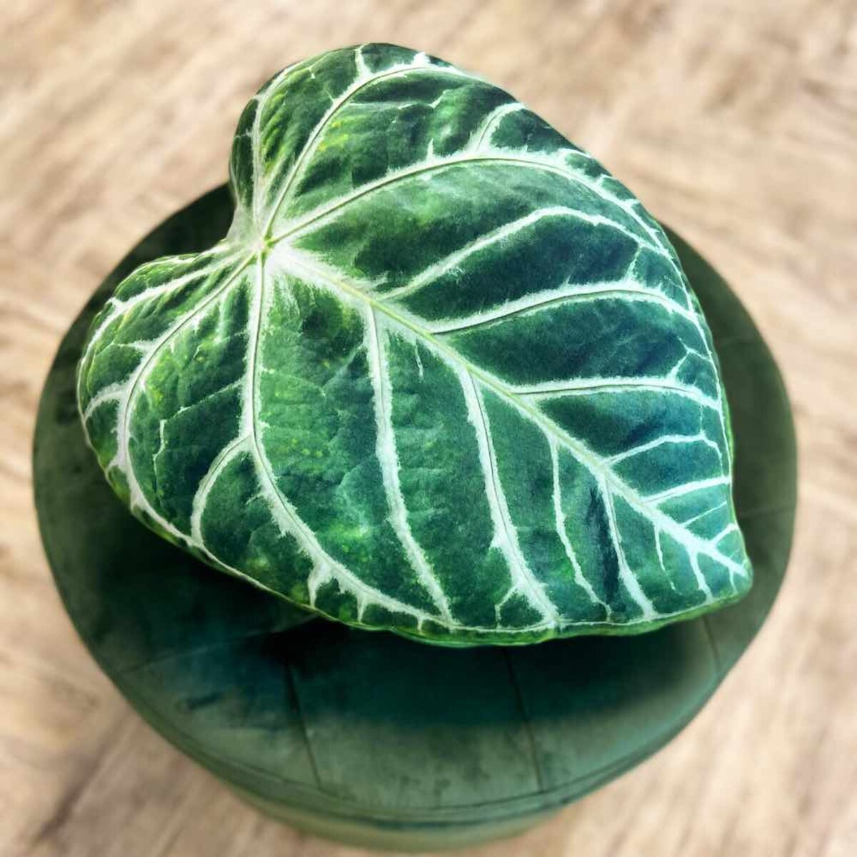 Poduszka Liść Anturium Magnificum