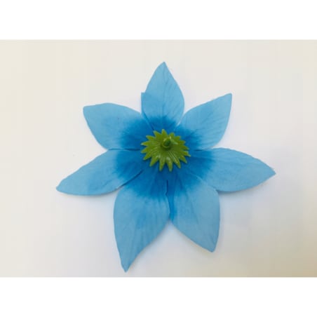 GWIAZDA betlejemska poinsecja niebieska na doniczka choinka święta 12 szt