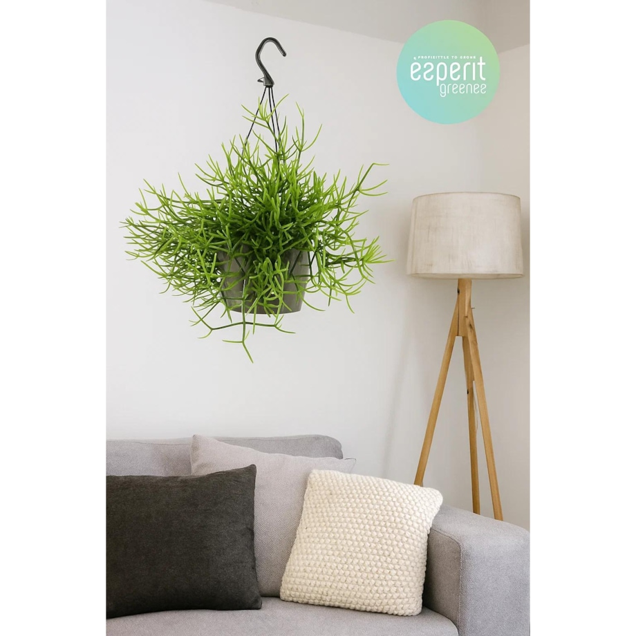 Rhipsalis heteroclada–roślina wisząca – doniczka Ø 17 cm – wysokość 25 cm