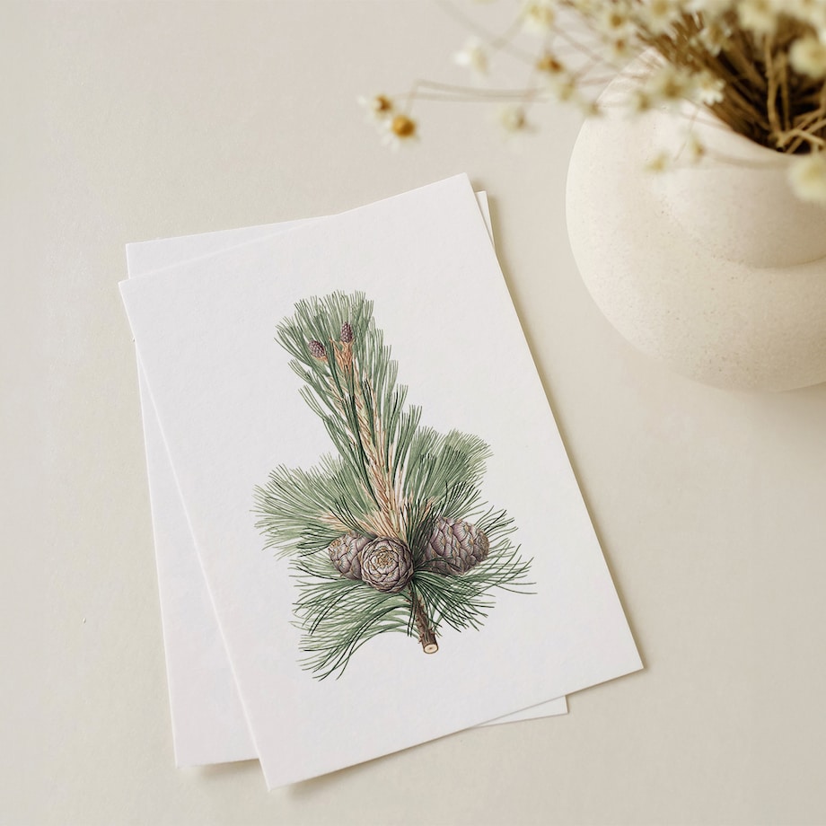 Plakat Gałązka sosny z szyszkami 21x30cm