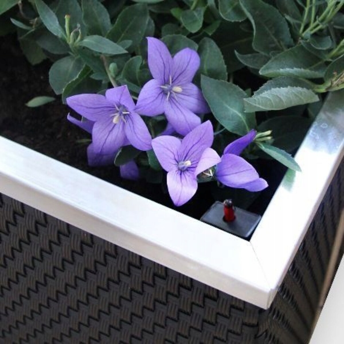 Donica samonawadniająca 50x50x43 miedziana - idealna dla Twojego ogrodu