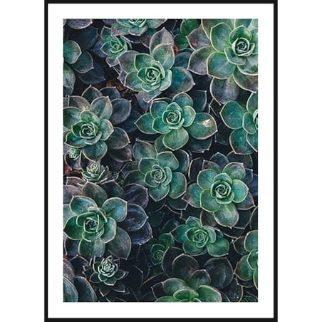 Poster Story, Plakat, Obraz - Sukulenty, wymiary 21 x 30 cm