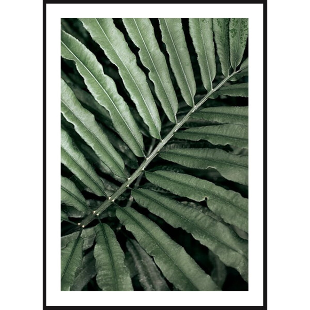Poster Story, Plakat, Obraz - Zielony Liść Paproci, wymiary 70 x 100 cm