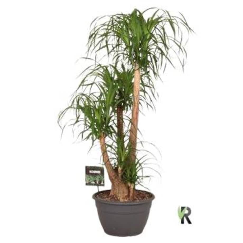 Beaucarnea recurvata – Nolina – „Noga słonia” XXL | Doniczka Ø 35 cm | Wysokość ok. 120 cm
