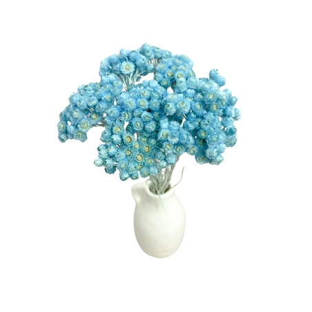 Kocanka piaskowa niebieska (Helichrysum) - suszone kwiaty