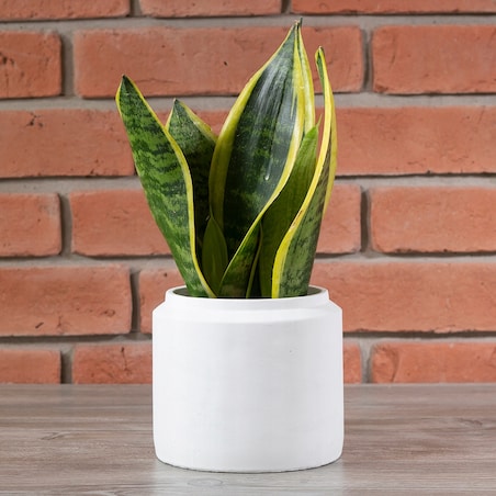 DONICA TANG betonowa biała śr. 15cm